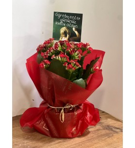 Kırmızı Kalonşo (Kalanchoe) Çiçeği, Saksıda